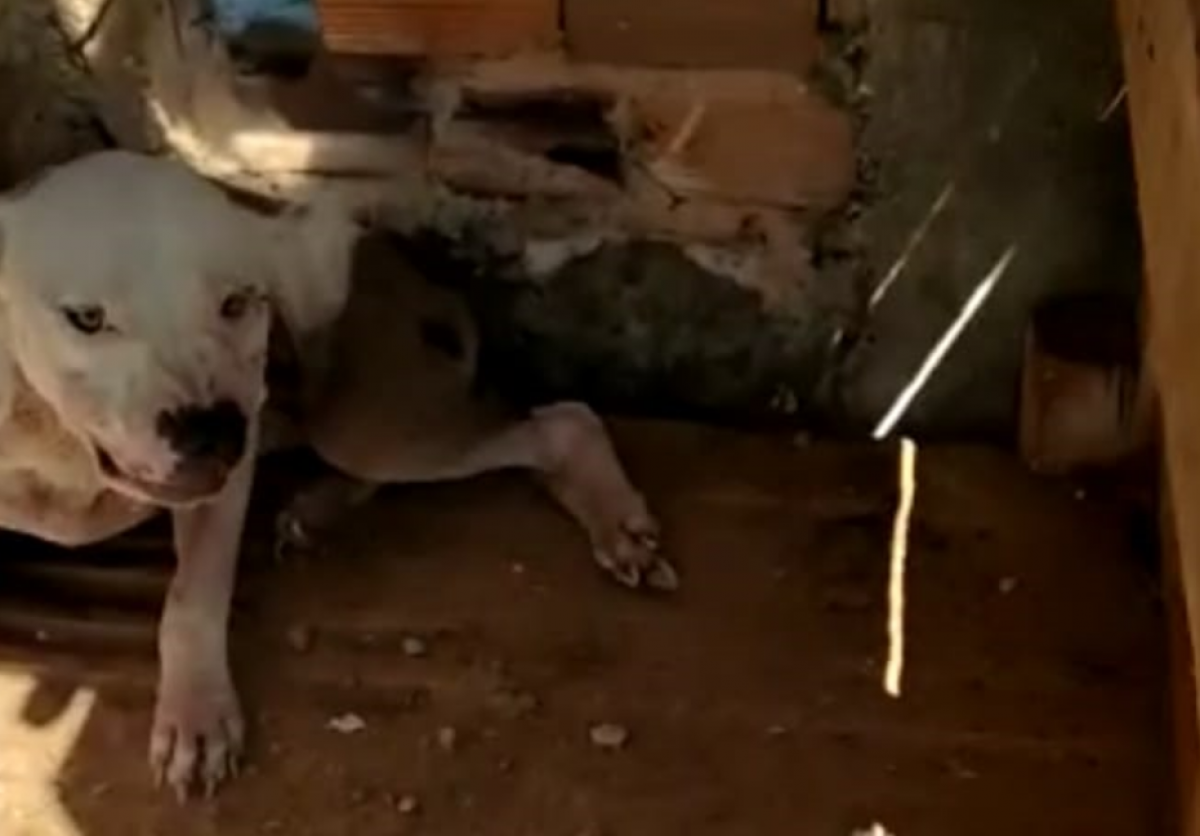 Cachorro vítima de maus tratos é resgatado em Estância F5 News