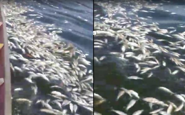 Milhares De Peixes Aparecem Mortos No Rio Do Sal Em Aracaju F News