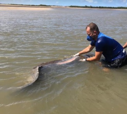 Peixe-boi é atropelado por embarcação no litoral sul de Sergipe 