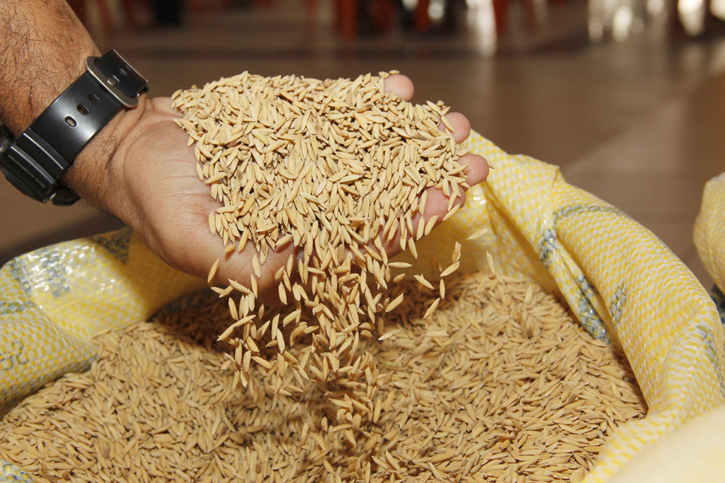 Sergipe bate recorde na safra de arroz