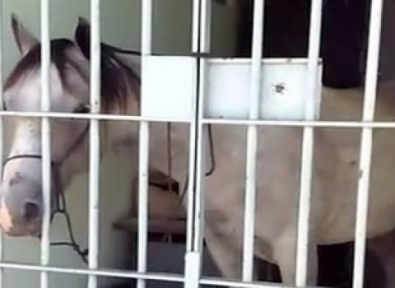 Em Sergipe,  cavalo é ‘preso’ e vira piada na internet