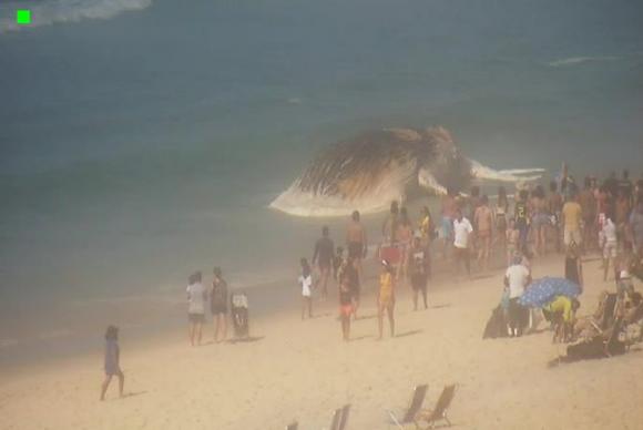 Corpo de baleia aparece encalhada em praia do Rio de Janeiro
