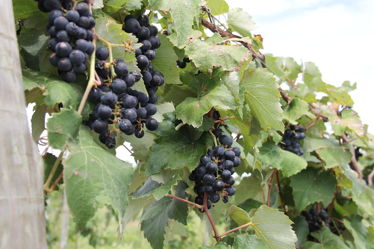 Campo experimental em Canindé (SE) faz primeira colheita de uvas