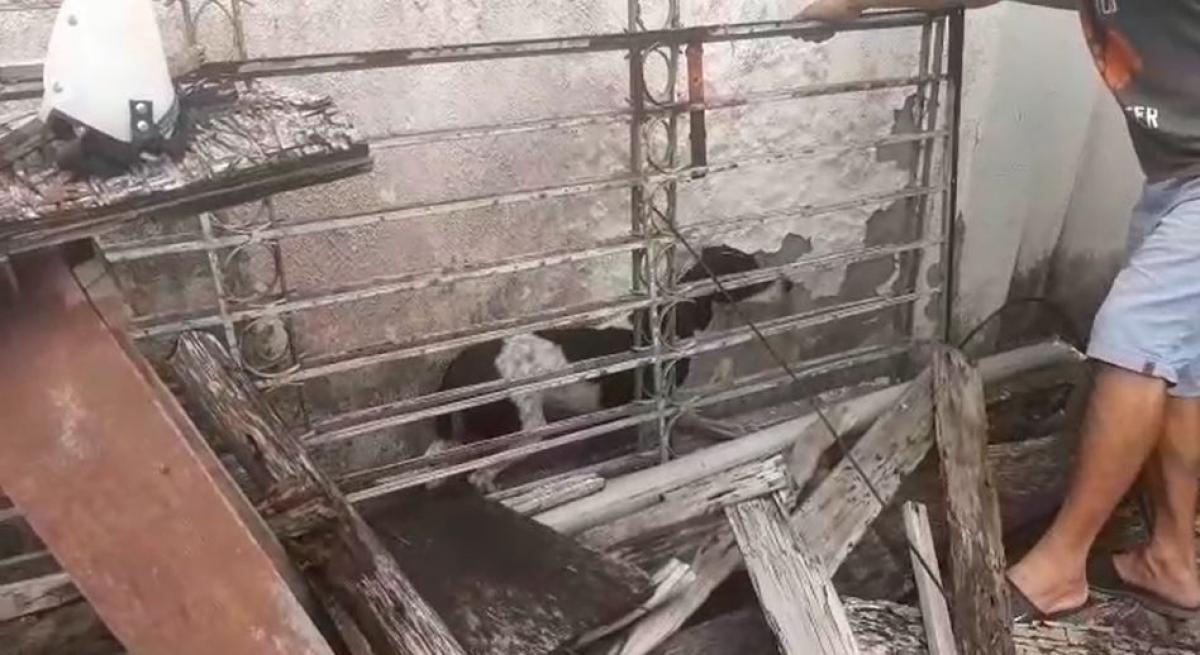 Operação resgata cães e jabutis em situação de maus-tratos em Aracaju