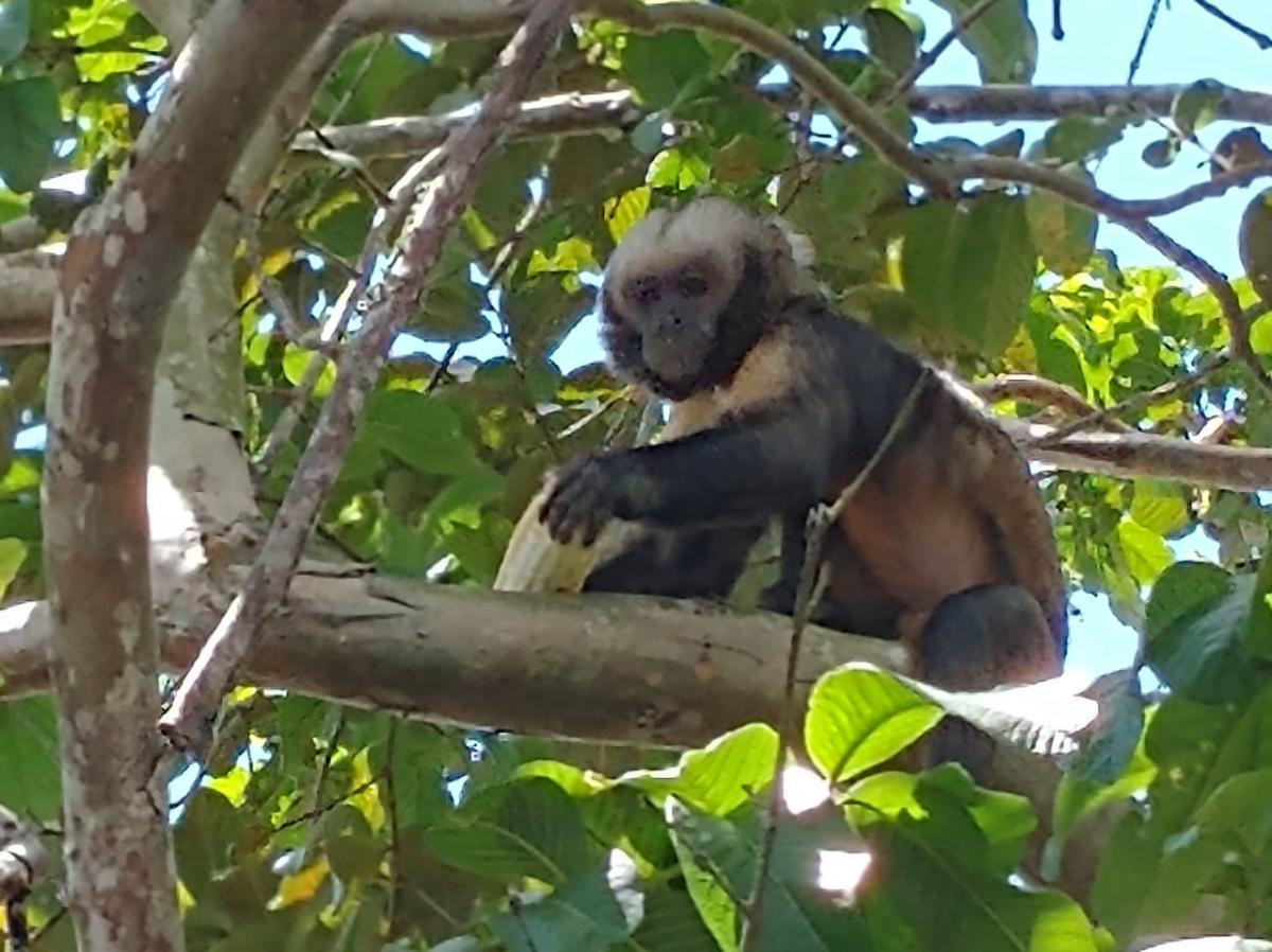 Macaco Prego de Barriga Amarela