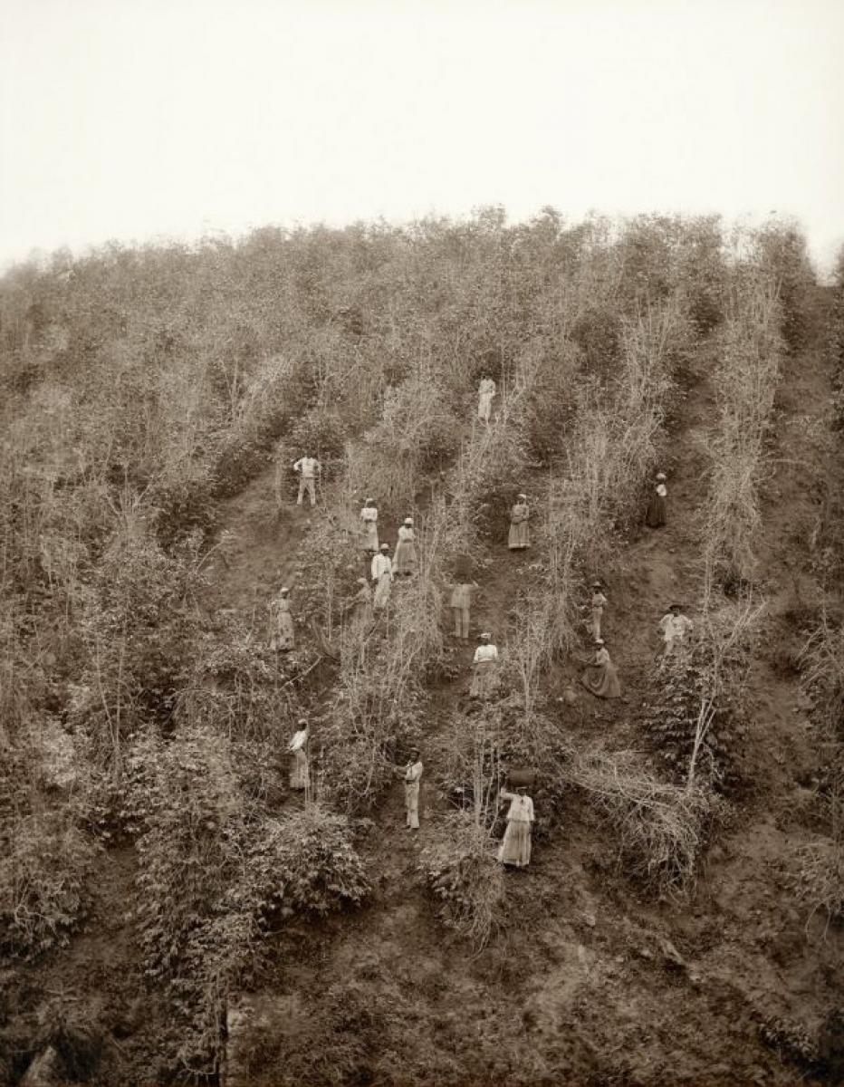 Colheita de café no Vale do Paraíba,1882 (acervo IMS)