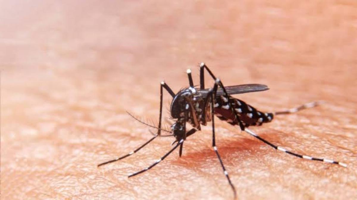 Primeiro LIRAa de 2024 indica médio risco para epidemia de Dengue em Aracaju