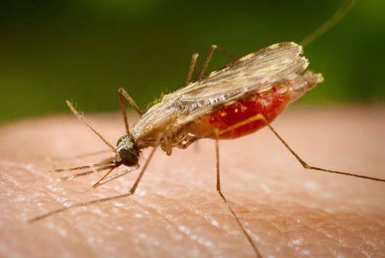 Malária: OMS alerta que progresso contra a doença parou