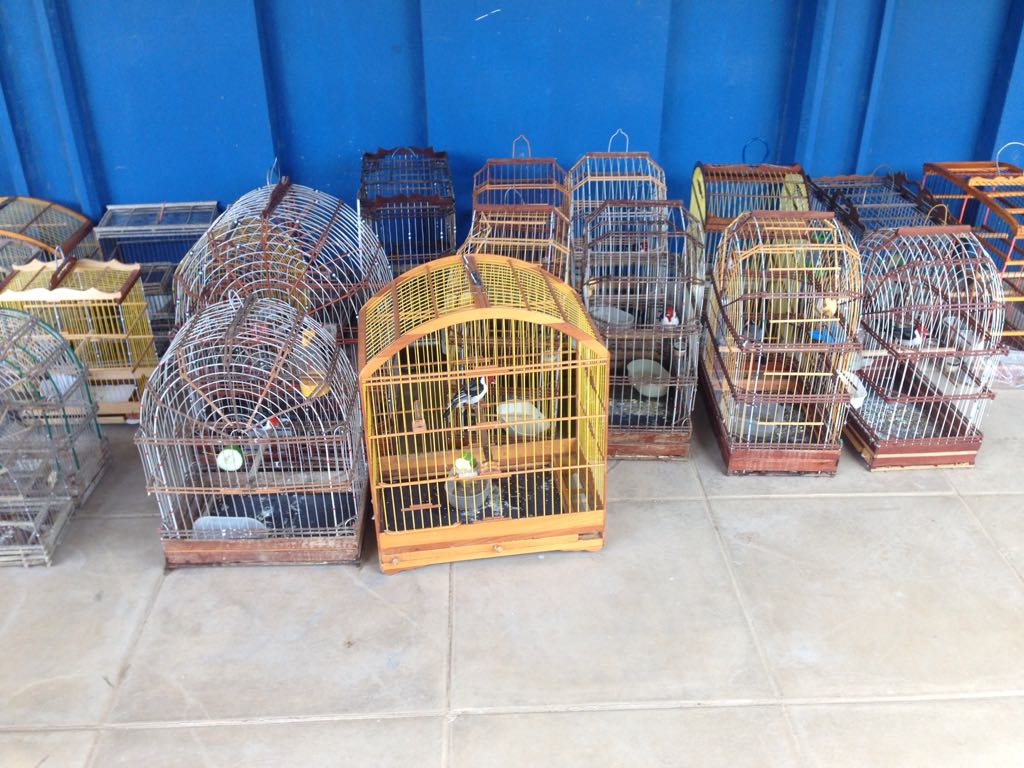 FPI/SE: pássaros silvestres, jabutis e teiú são resgatados em Propriá