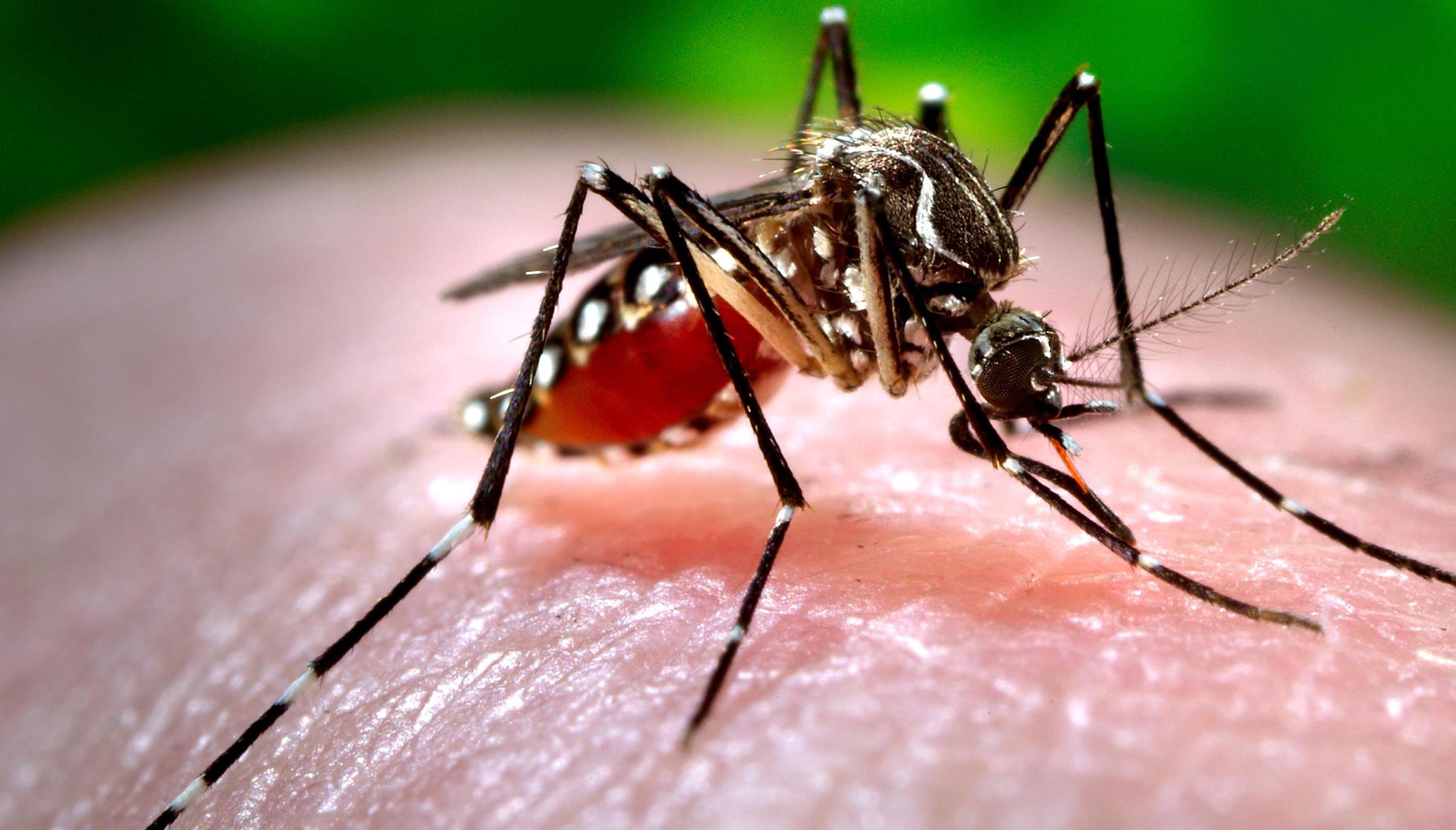 Fiocruz analisa ovo de mosquito Aedes Aegypti para saber eficácia de inseticida