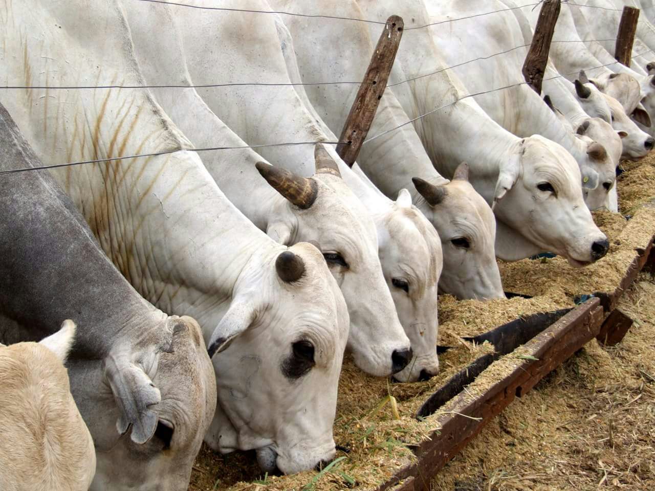 Em maio ocorre 1ª etapa da Campanha contra Febre Aftosa em SE