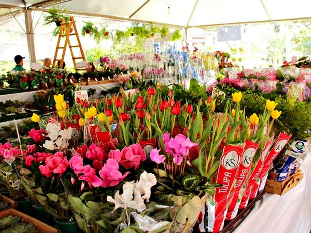 Festival das Flores de Holambra reverte renda para APAE