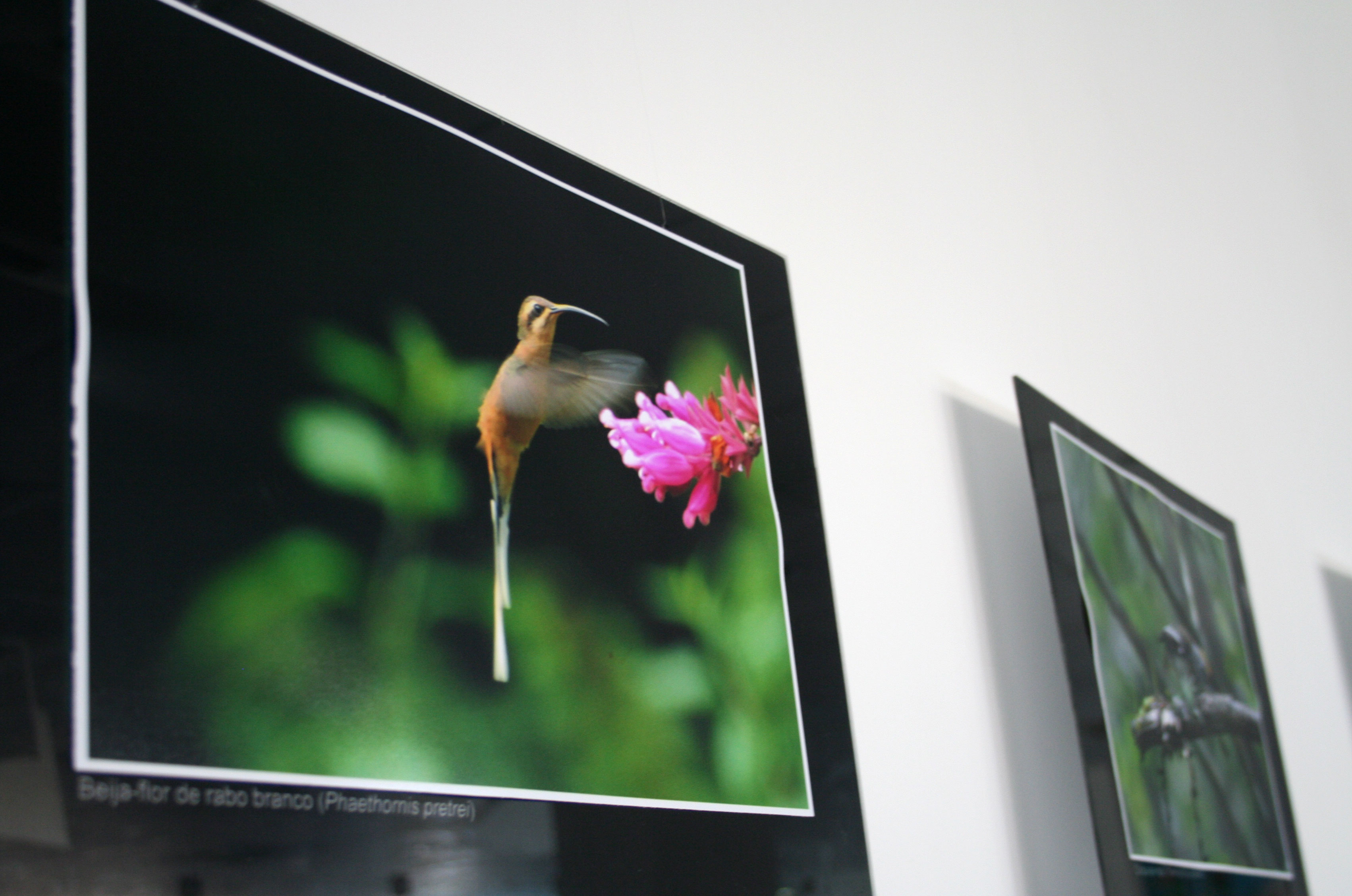 Fauna e flora sergipana entram em cartaz no espaço cultural do TRT