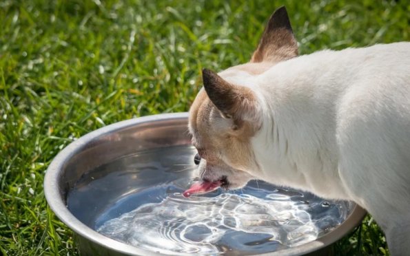 Tá calor: veja dicas importantes de como cuidar do seu pet durante o verão
