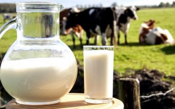 Produção leiteira em Sergipe