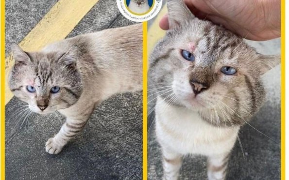 Adote um gatinho! Instituto divulga felinos para adoção em Aracaju