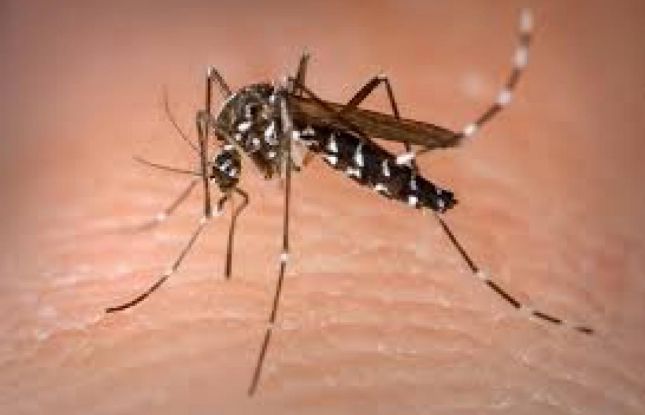 Sergipe registra mais de 1000 casos de dengue em sete meses