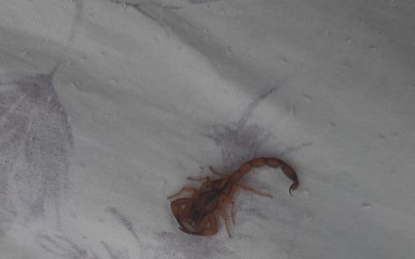 Verão faz crescer a ocorrência de picadas por escorpiões em Aracaju