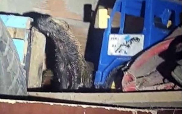 Raro e ameaçado de extinção, furão-de-patas-negras é resgatado em Sergipe