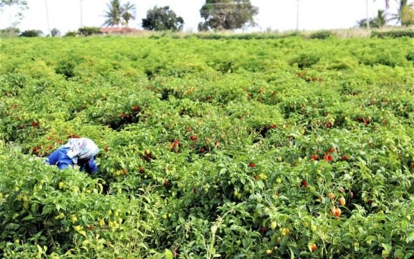 Cresce demanda por pimenta habanero e anima agricultores de Lagarto