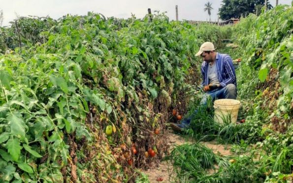 Perímetro de Lagarto dobra produção de tomate gerando renda aos agricultores