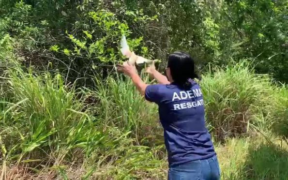 Adema realiza soltura de 23 aves em área de reserva ambiental