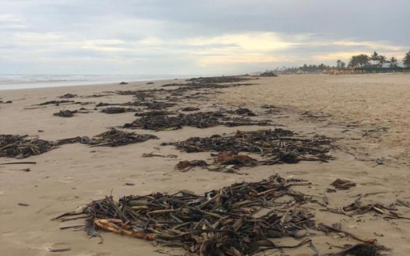 Prefeitura recolhe 185 t de sargaço na faixa de areia do litoral aracajuano