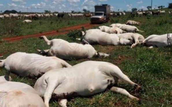 Queda de fio de energia mata 34 vacas e gera prejuízo de R$ 170 mil
