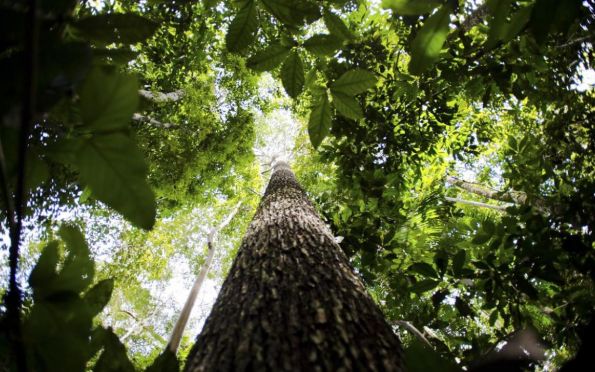 Amazônia terá sistema de dados sobre gases de efeito estufa