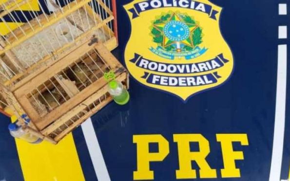 PRF resgata 14 aves silvestres na BR 101, no sul de Sergipe
