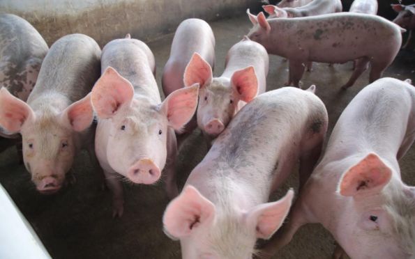 Produção de suínos cresceu aproximadamente 31,79% em Sergipe