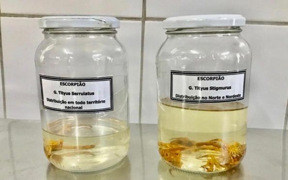 Aracaju registra alta de 28% em acidentes por escorpião, diz Saúde