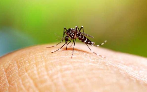 Escalada da dengue: óbitos aumentam 138% em todo o país