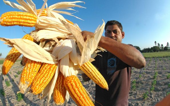 Sergipe deve produzir 748.992 toneladas de milho na safra de 2022