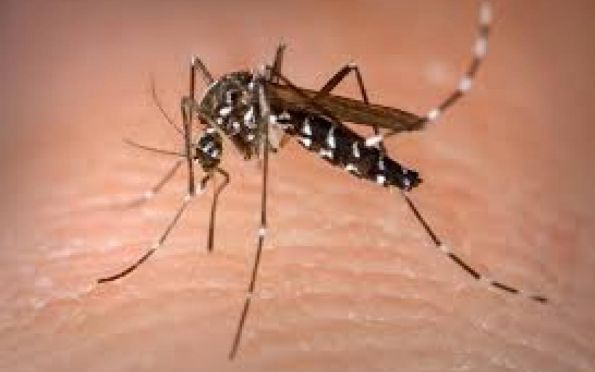 Aracaju apresenta médio risco de infestação do Aedes aegypti