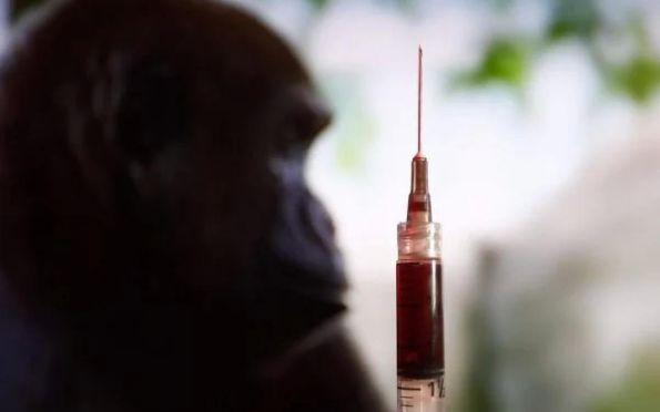 Avanço da varíola dos macacos no Brasil é “muito preocupante”, diz OMS