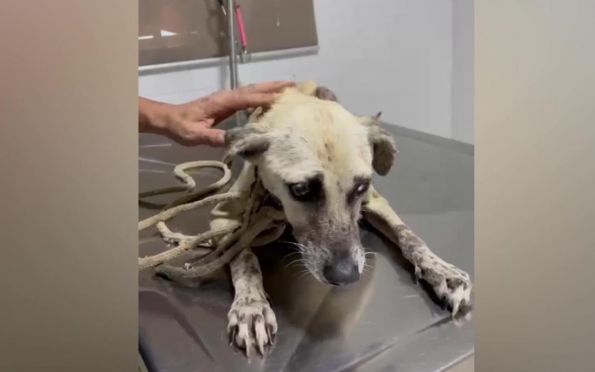 Cães em situação de maus-tratos são resgatados em Socorro