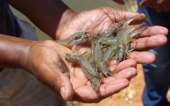 Encontro estadual de produtores de camarão é realizado em Aracaju