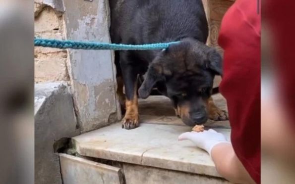 Luisa Mell resgata cachorros em mansão da “Mulher da Casa Abandonada”