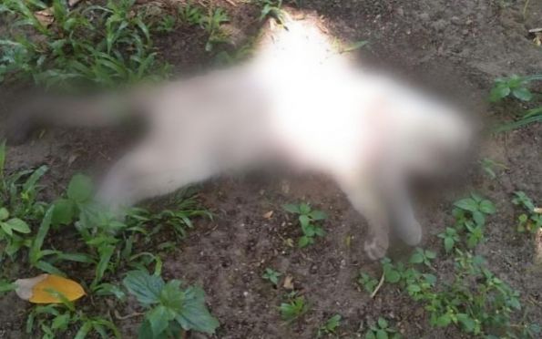 Polícia continua investigando mortes de gatos no Parque da Sementeira