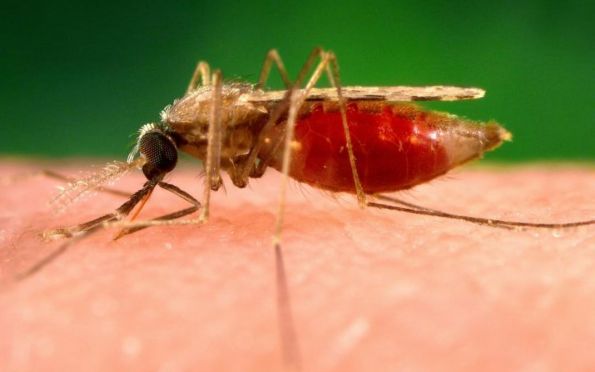 Aracaju confirma segundo caso de malária no município