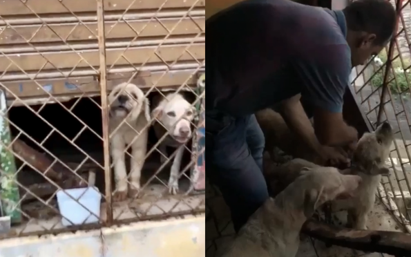 Cães em situação de maus-tratos são resgatados em Aracaju