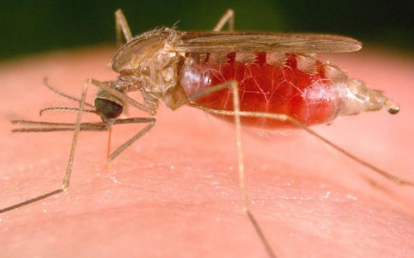 Caso de malária é registrado em Aracaju, informa a Saúde municipal