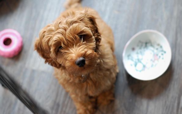 Dia Mundial do Cachorro: confira direitos do pet e cuidados essenciais