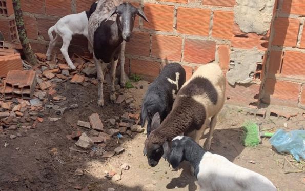 Suspeito de furtar cinco ovelhas é preso em Umbaúba