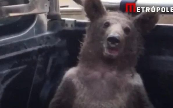 Urso é resgatado após comer mel alucinógeno na Turquia