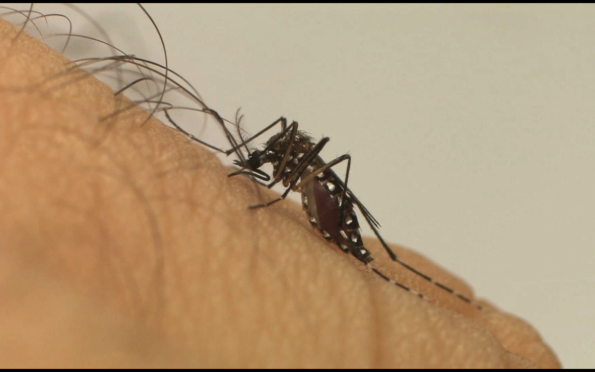 Índice de surto ou epidemia de Aedes Aegypti permanece médio em Aracaju