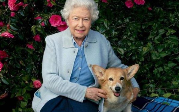 Luto animal: cachorros da rainha podem sofrer com a morte da monarca?