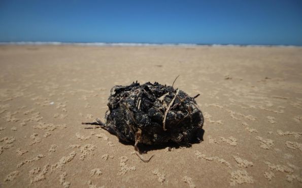 Pesquisadores realizam análise de óleo encontrado nas praias de Sergipe