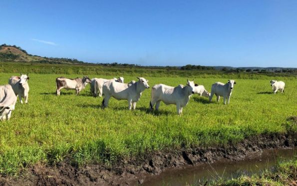 Senar Sergipe abre cursos online em criação de suínos, bovinos e codorna